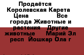 Продаётся!     Королевская Карета › Цена ­ 300 000 - Все города Животные и растения » Другие животные   . Марий Эл респ.,Йошкар-Ола г.